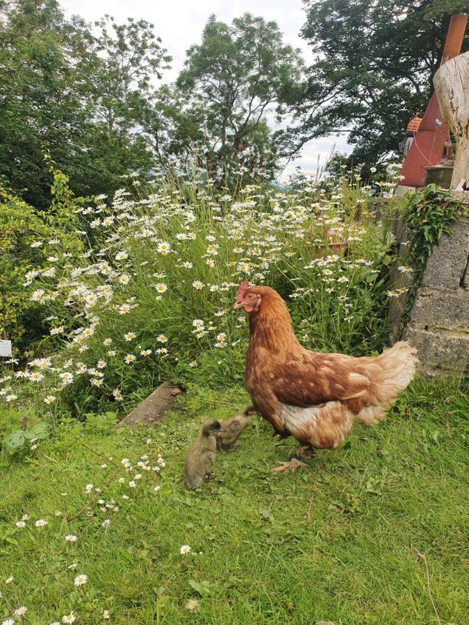 Готель Gower Pods Penclawdd Екстер'єр фото